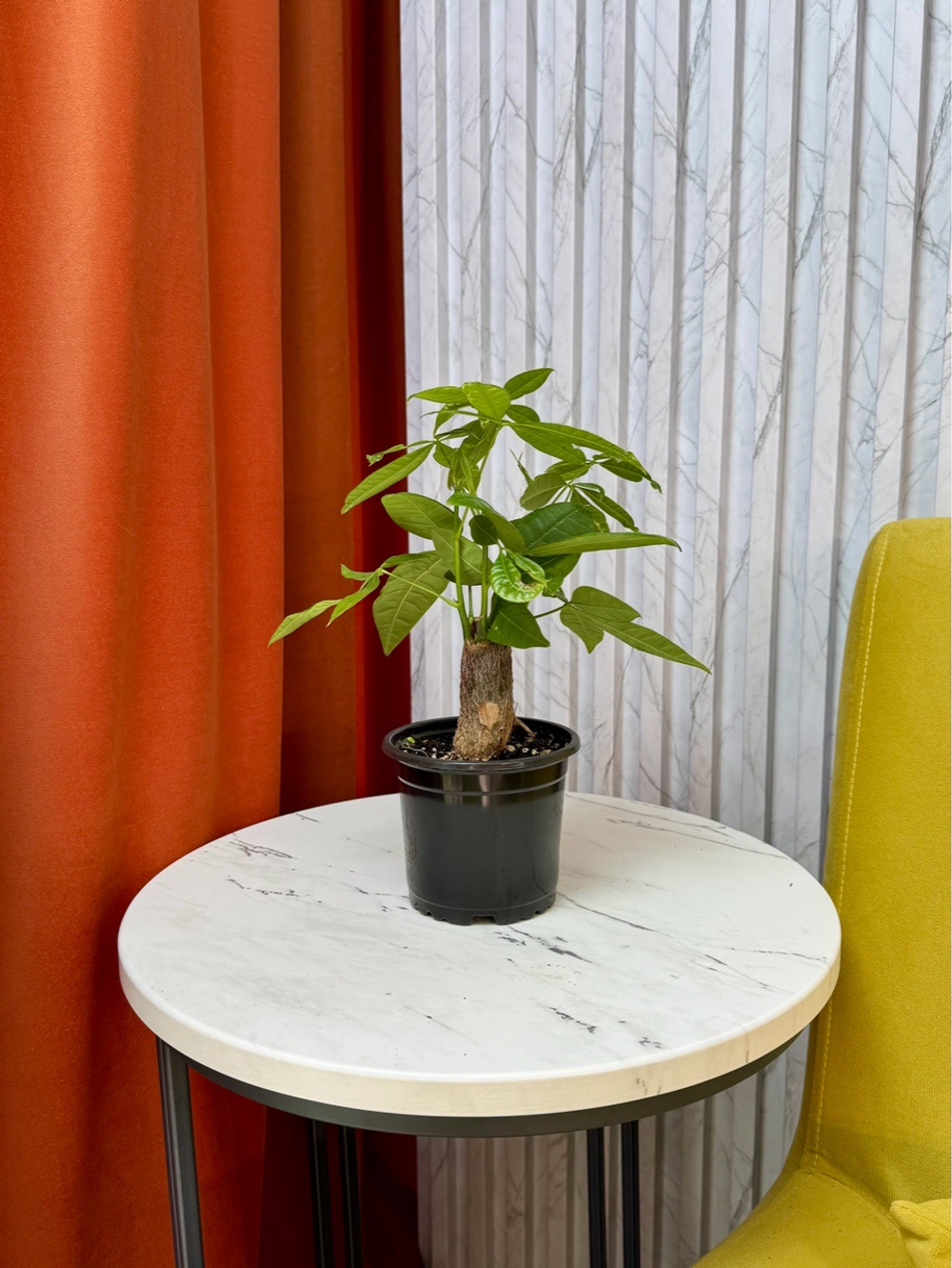 Пахира, D9см Н30см, 1шт, Urban Jungle (2962)