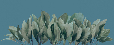 Фреска Applico, коллекция Tropic