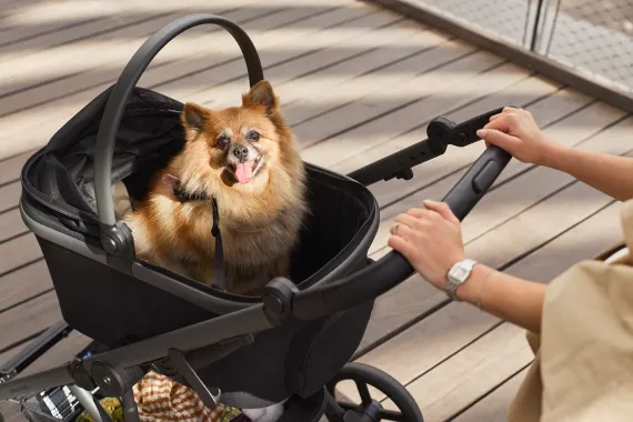 Переноска для питомца к детской коляске Anex Modu Black