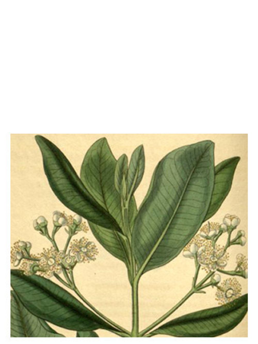 Olympic Orchids Artisan Perfumes Bay Rum