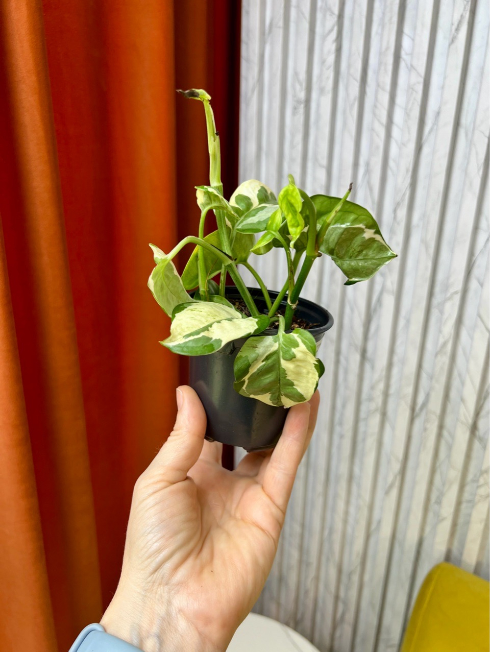 Эпипремнум Энджой, D9см Н15см, 1шт, Urban Jungle (7143)