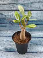 Adenium Baobab (Адениум)