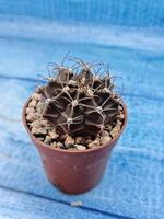 Gymnocalycium Friedrichii (Гимнокалициум)