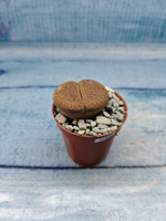 Lithops sp. (Литопсы)