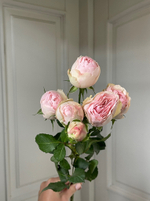 Пионовидная кустовая роза Менсфилд Парк