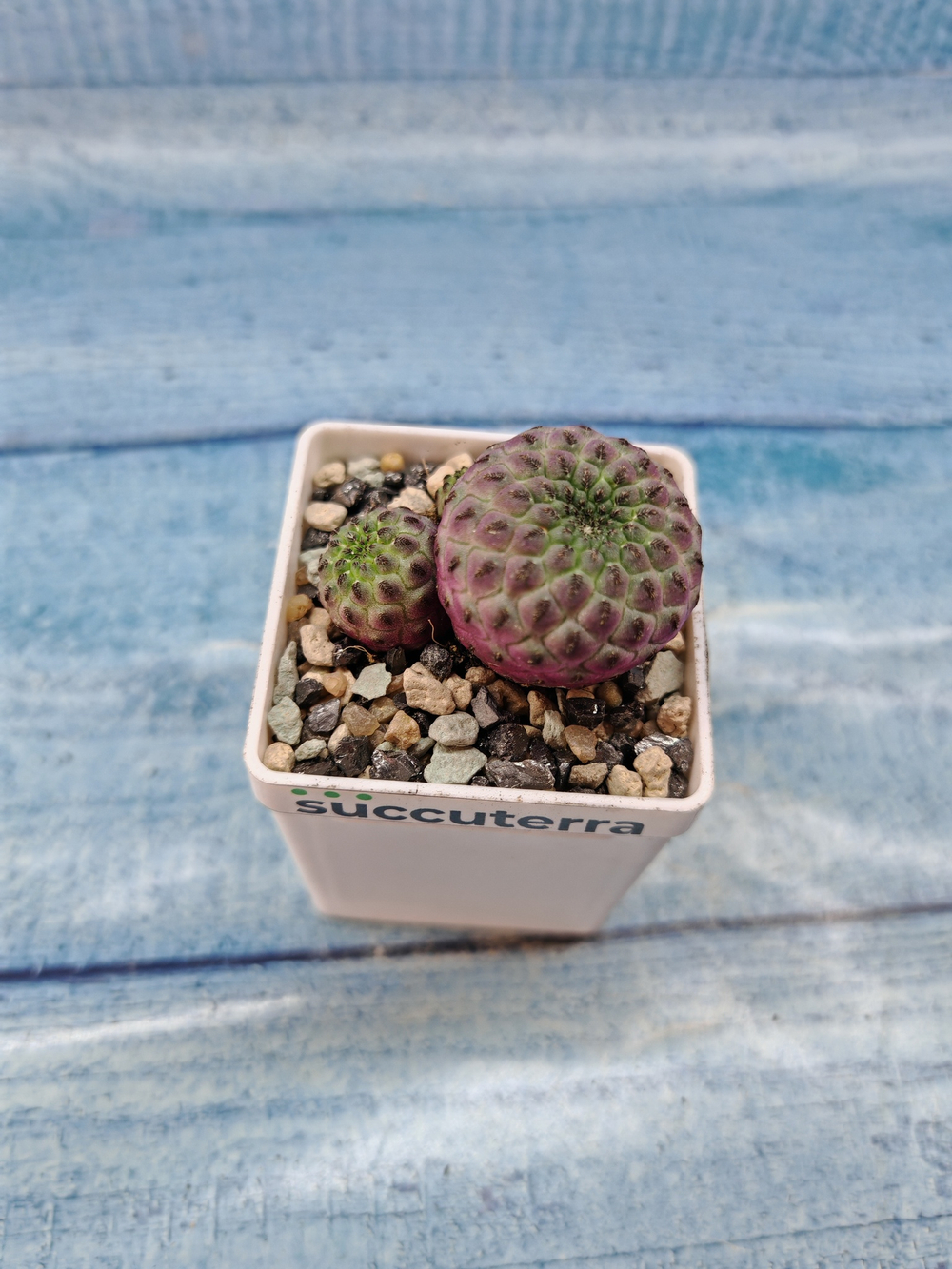 Sulcorebutia rauschii (Сулькоребуция)