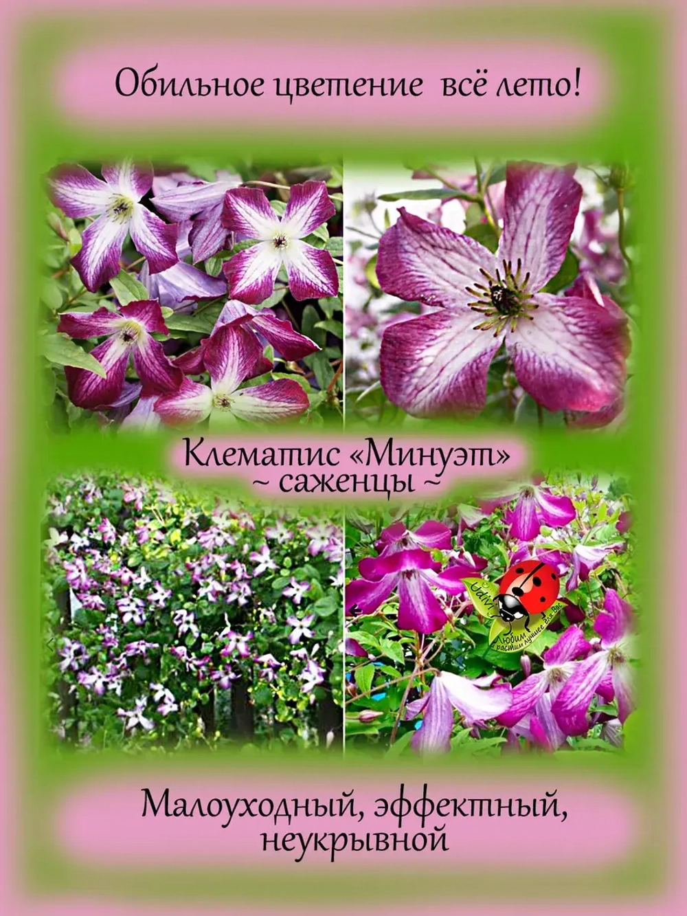 Клематис Менуэт долгоцветущий
