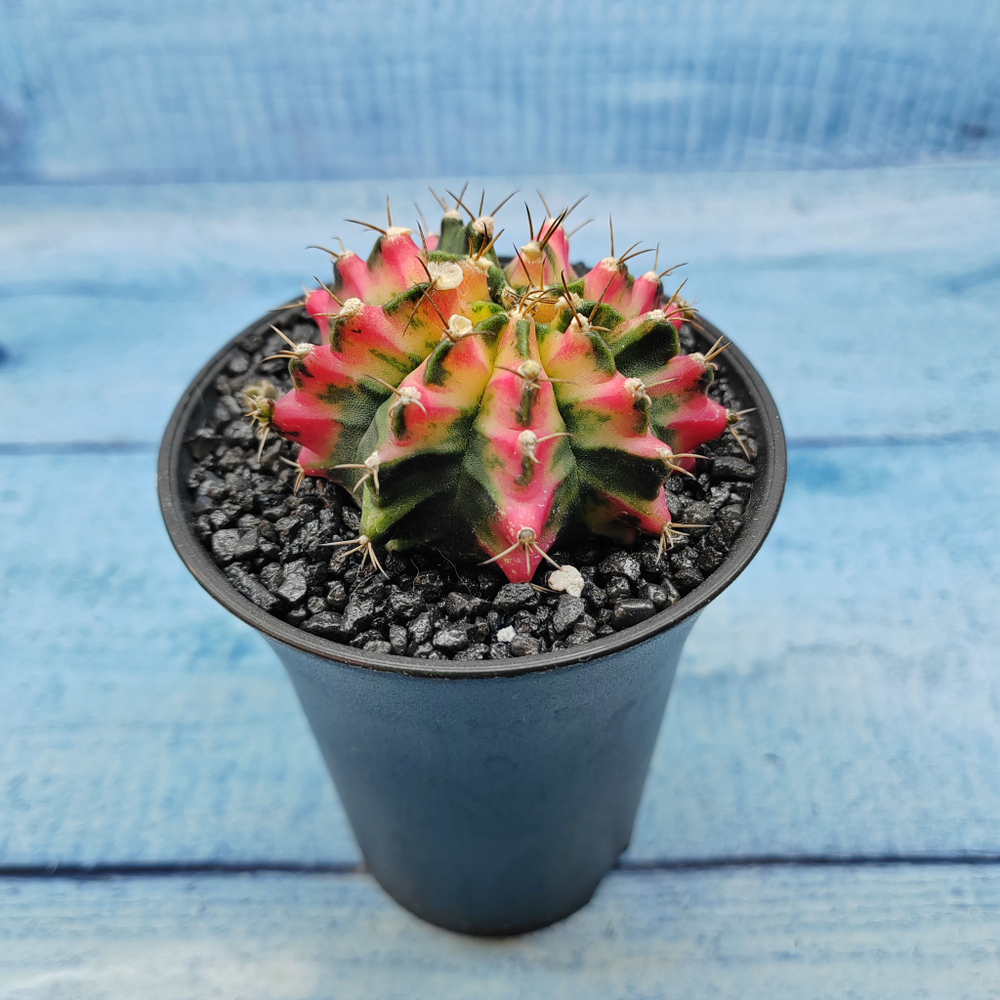 Gymnocalycium Variegata (Гимнокалициум Вариегатный)