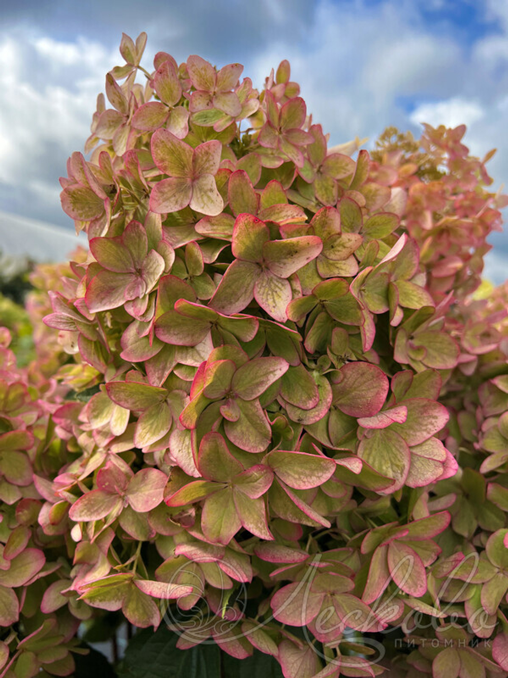 Гортензия метельчатая Металика (Metalica)