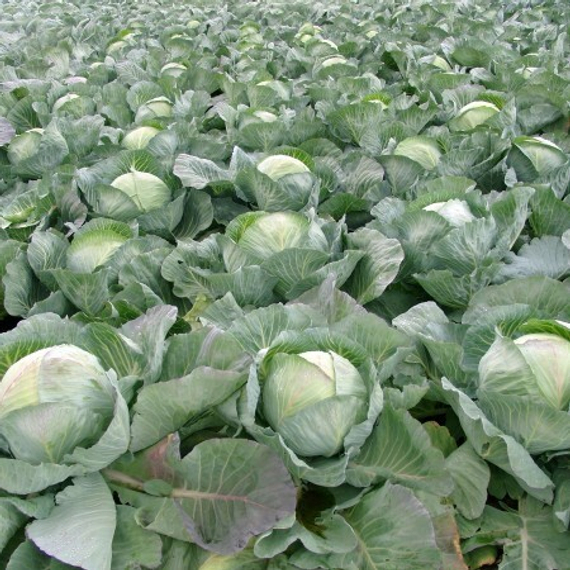СЕЛЬМА F1 семена капусты белокочанной (Rijk Zwaan | Alexagro) – фото 3