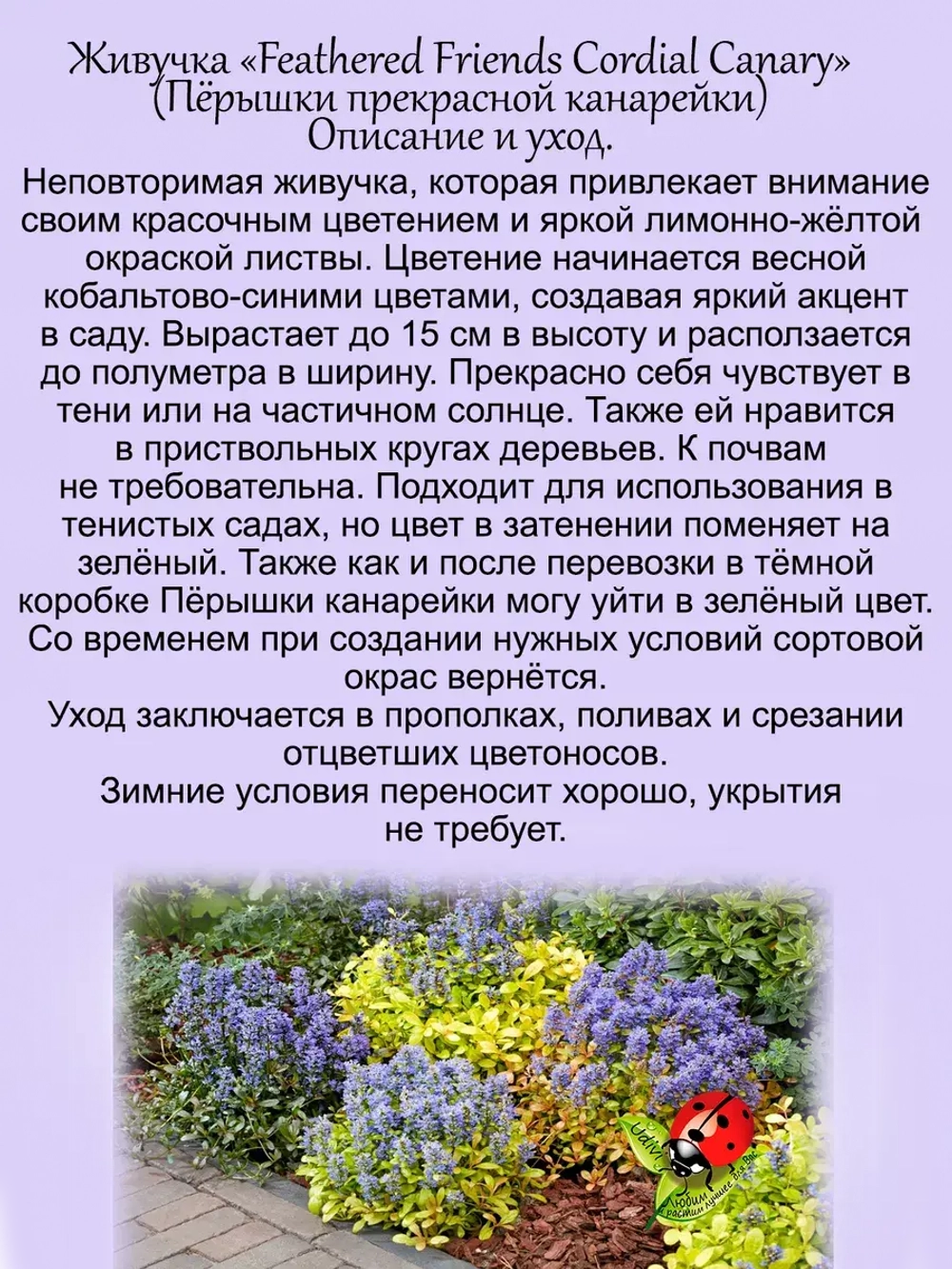 Живучка Пёрышки прекрасной канарейки