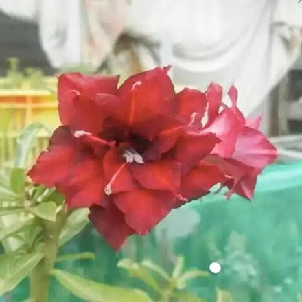 Адениум обесум 237 Mỹ Linh 14