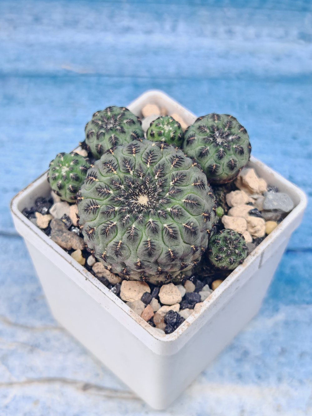 Sulcorebutia Rauschii (Сулькоребуция)