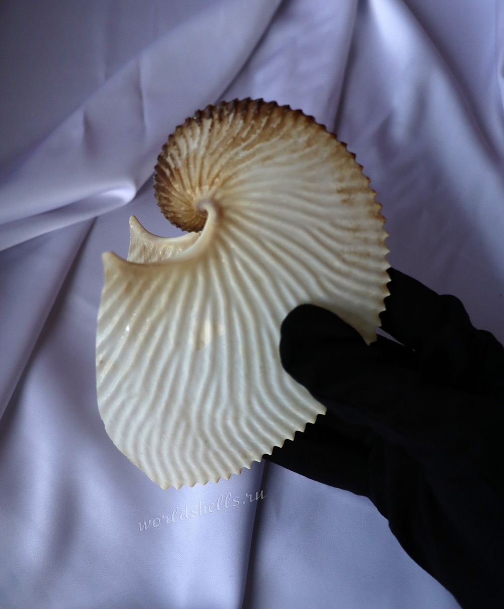 Argonauta argo, Ракушка Аргонавт Арго