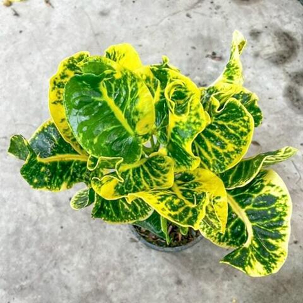 Кротон BARAMEE