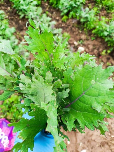 Капуста кейл сорта Ред рашн