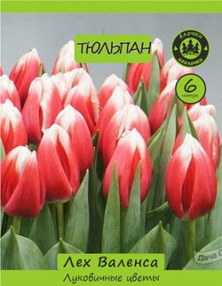 Тюльпан Луковица, Лех Валенса, 6 шт