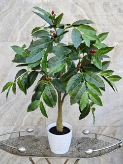Кофе дерево 75см в кашпо искусственное с плодами