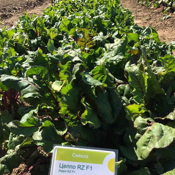 ЦЕППО F1 семена свеклы Rijk Zwaan характеристика