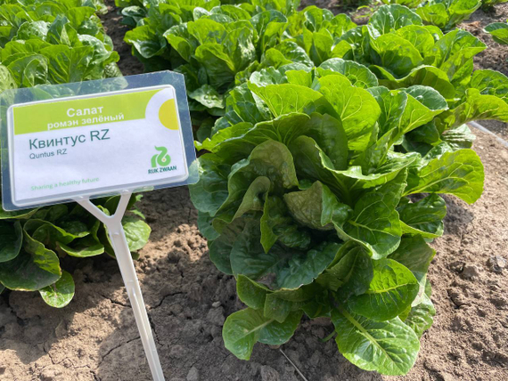 Квинтус семена салата ромэн (Rijk Zwaan /ALEXAGRO) культура – фото 8