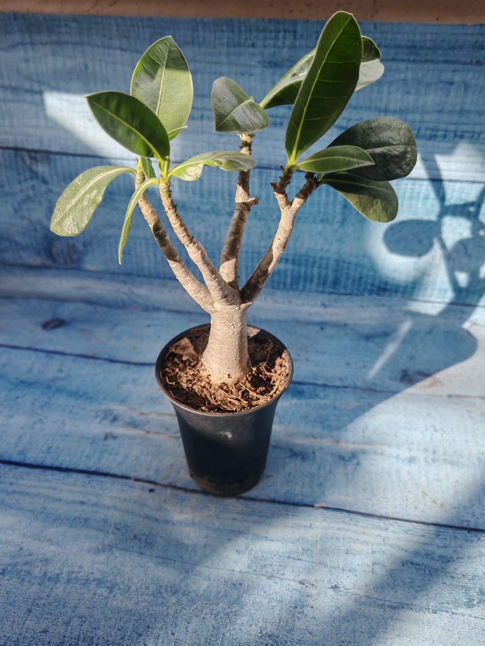 Adenium Baobab (Адениум)