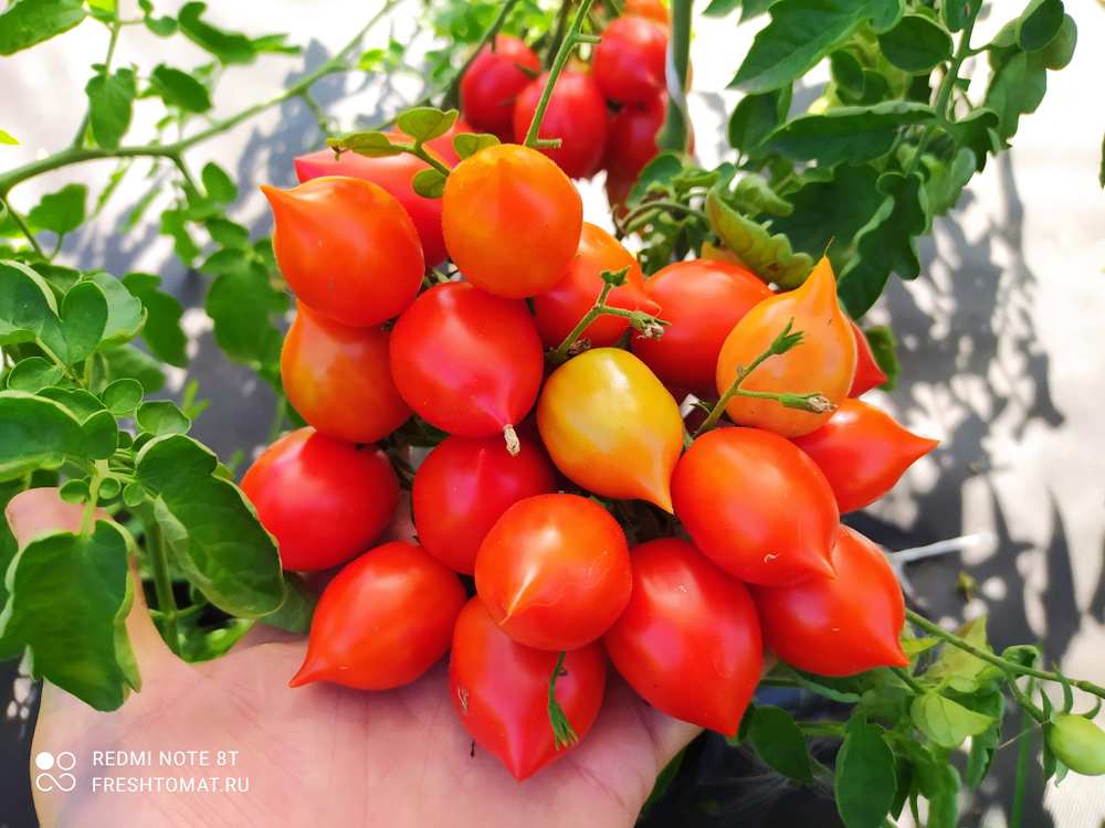 Гераниум кисс (Geranium kiss) сорт томата – купить за 70 ₽ | Freshtomat.ru