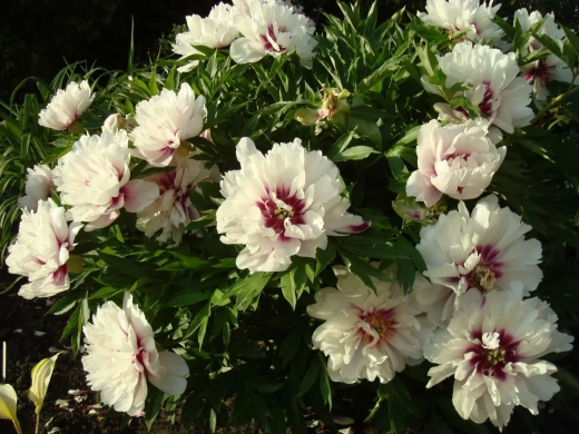 Пион Кора Луиза Закупка М81 октябрь 2026