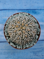 Astrophytum Asterias "Super Kabuto" (Астрофитум)