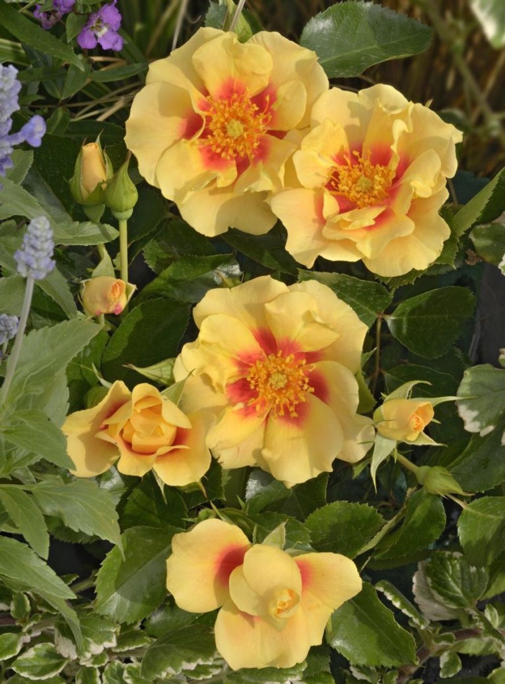 Ай Оф Зе Тайге (Eye Of The Tiger)