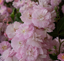 BRISE PARFUM (BARISE) (Бриз Парфам)