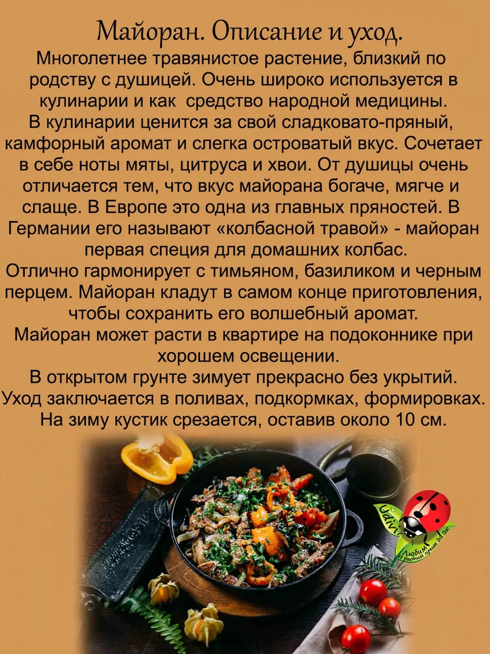 Майоран пряность садовая и домашняя