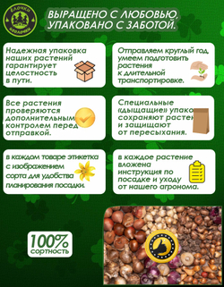 Гиацинт Луковицы цветы, Дельфт Блю, 7 шт