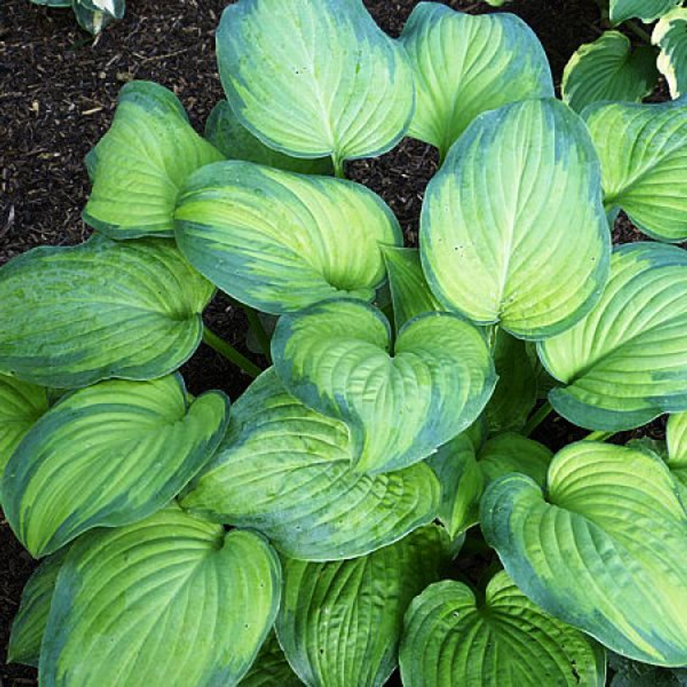 Хоста Амброзия