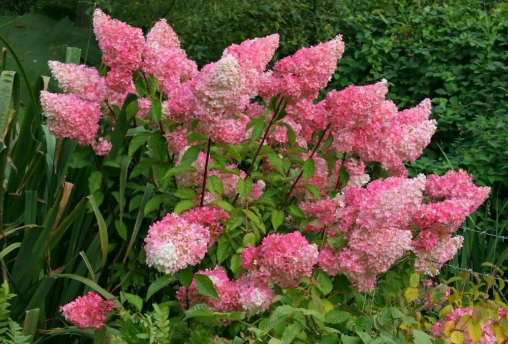 Гортензия метельчатая Vanille Fraise (Ванилла Фрейз)