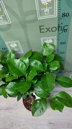 C. limon “Cuoriforme”