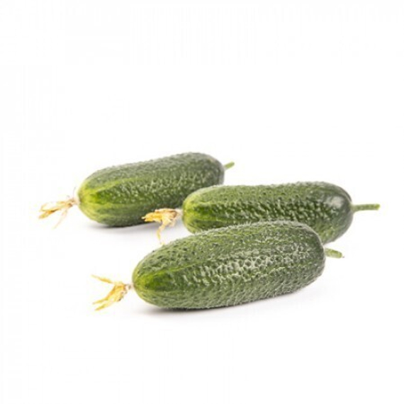 ПРОМИССА F1 семена огурца Rijk Zwaan купить – фото 1