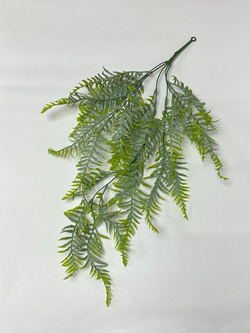 Папоротник ампельный