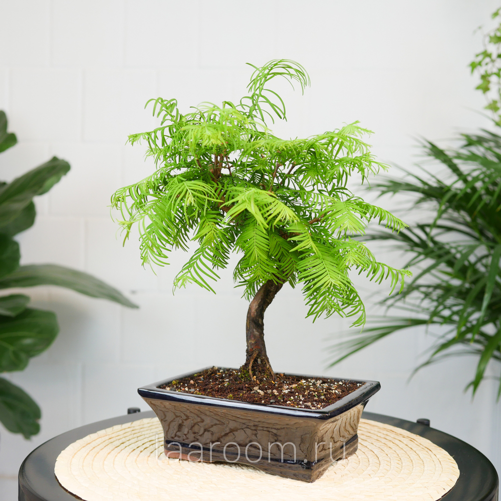 Бонсай Метасеквойя