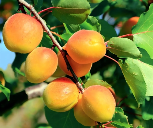 Абрикос «Академик»