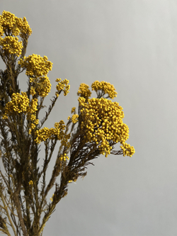 Озотамнус стабилизированный желтый