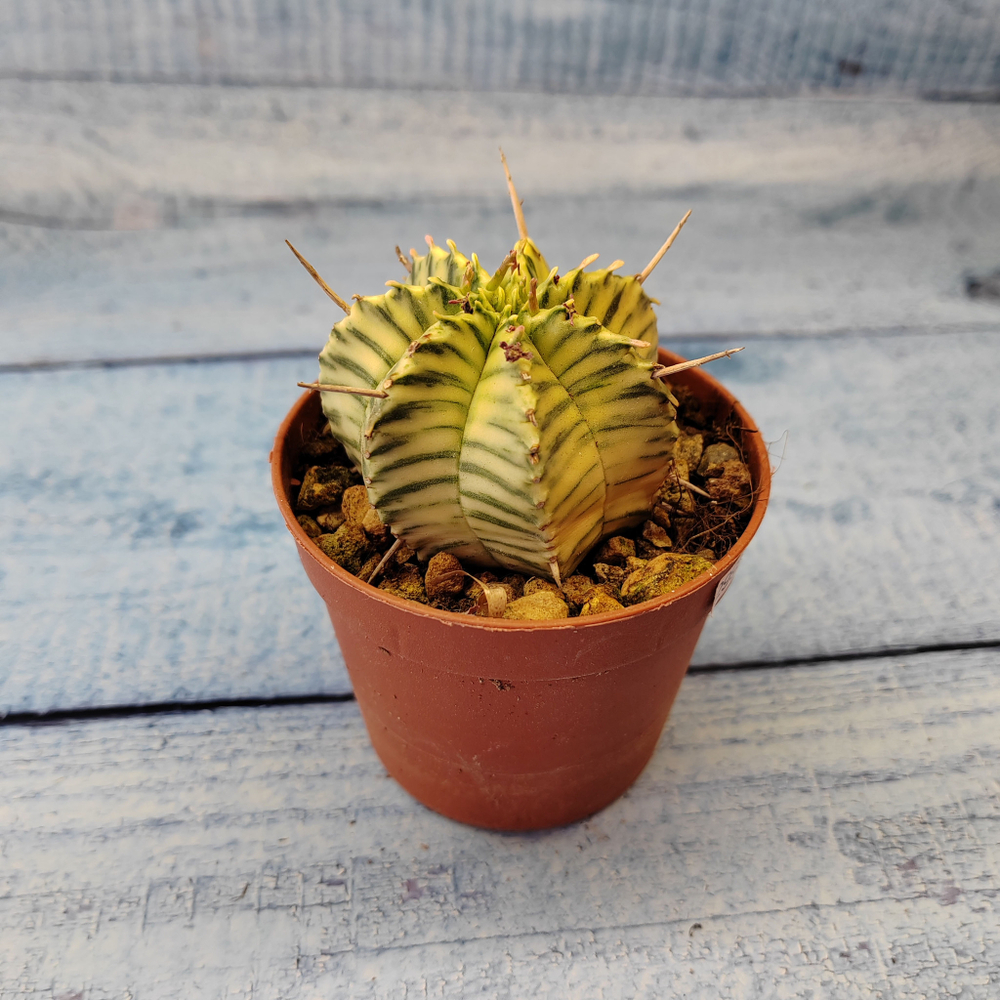Euphorbia meloformis f. Variegated (Эуфорбия вариегатная)
