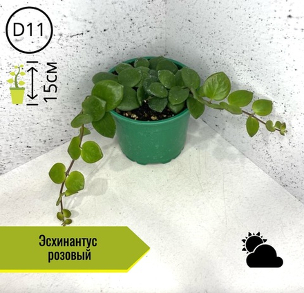 Эсхинантус розовый D10 H11