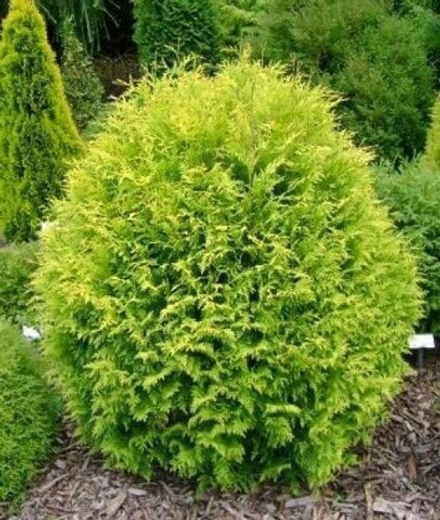 Туя Голден Глоб (Thuja occidentalis Golden globe) р9 август 2026 г.