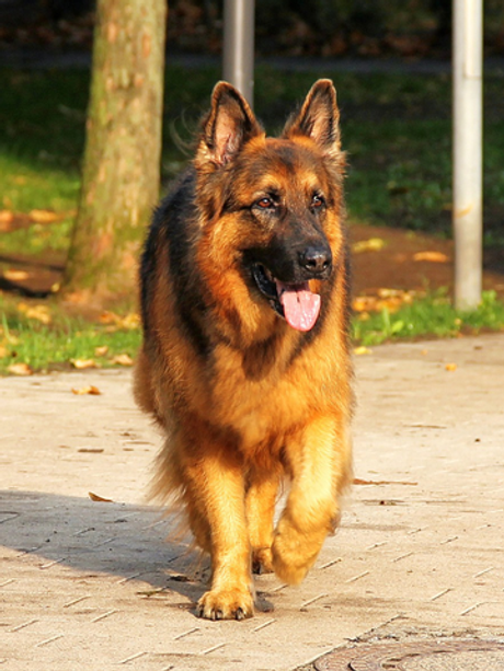 Зоогостиница (передержка) для собак