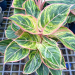 Аглаонема PINKY PIE