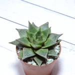 Echeveria Purpusorum White Form (Эхеверия)