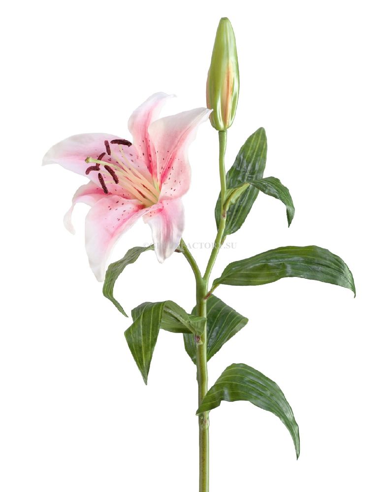 Лилия бело-розовая
