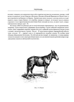 Лошади. Конские породы | Л. Симонов; И. Мердер