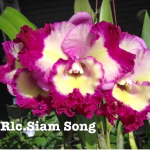 Орхидея ринхолелиокаттлея RLC. SIAM SONG