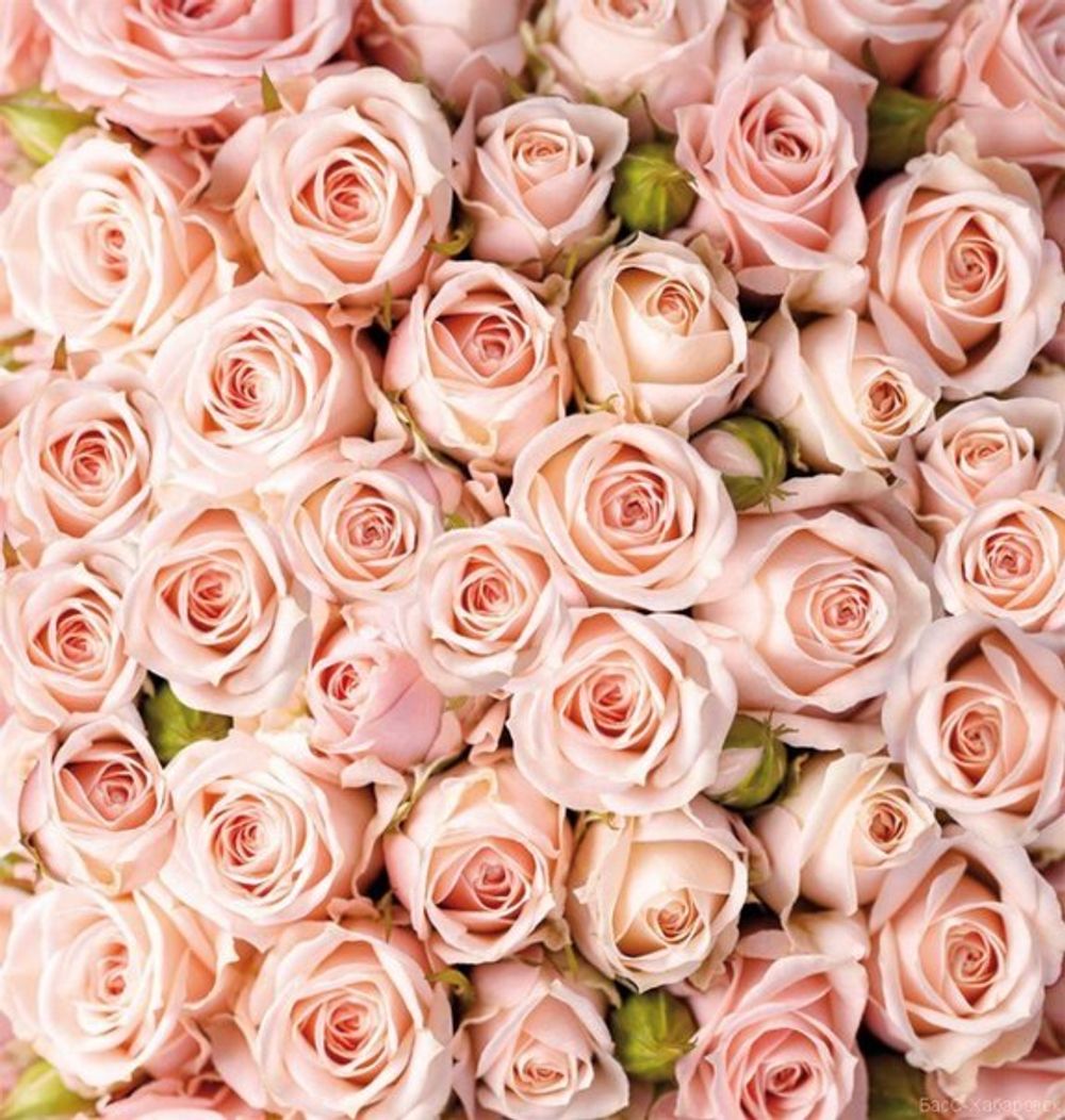 Розы 194x204 см, люкс